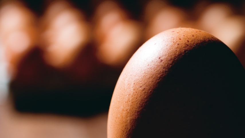 Scandaal eieren terugroeping Fipronil